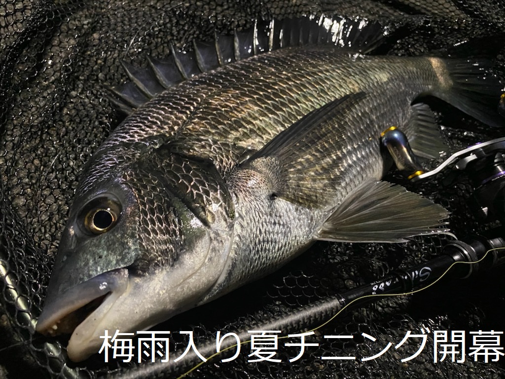 梅雨 夏 チニング 開幕